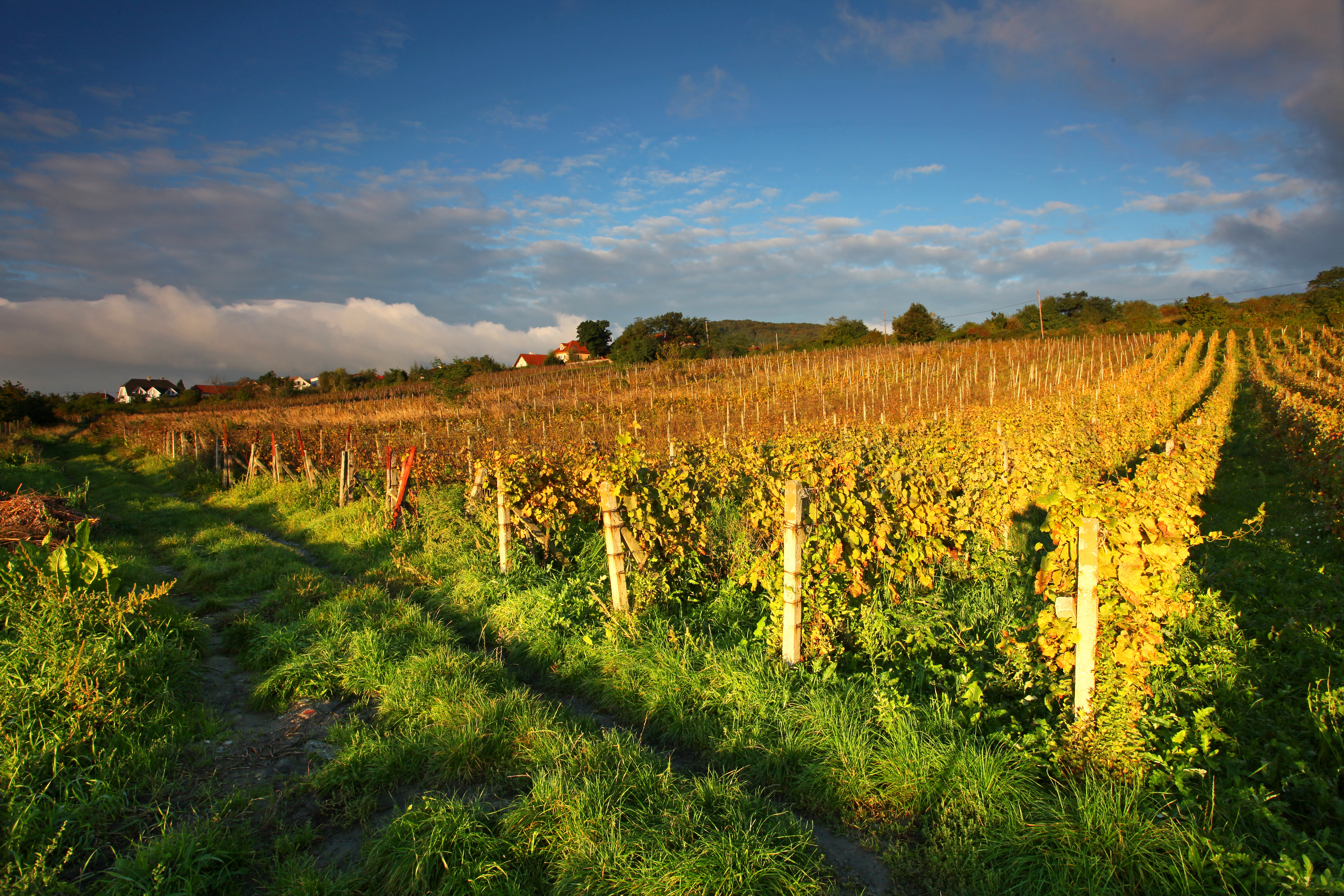 Beautiful Vineyard Landscape with road