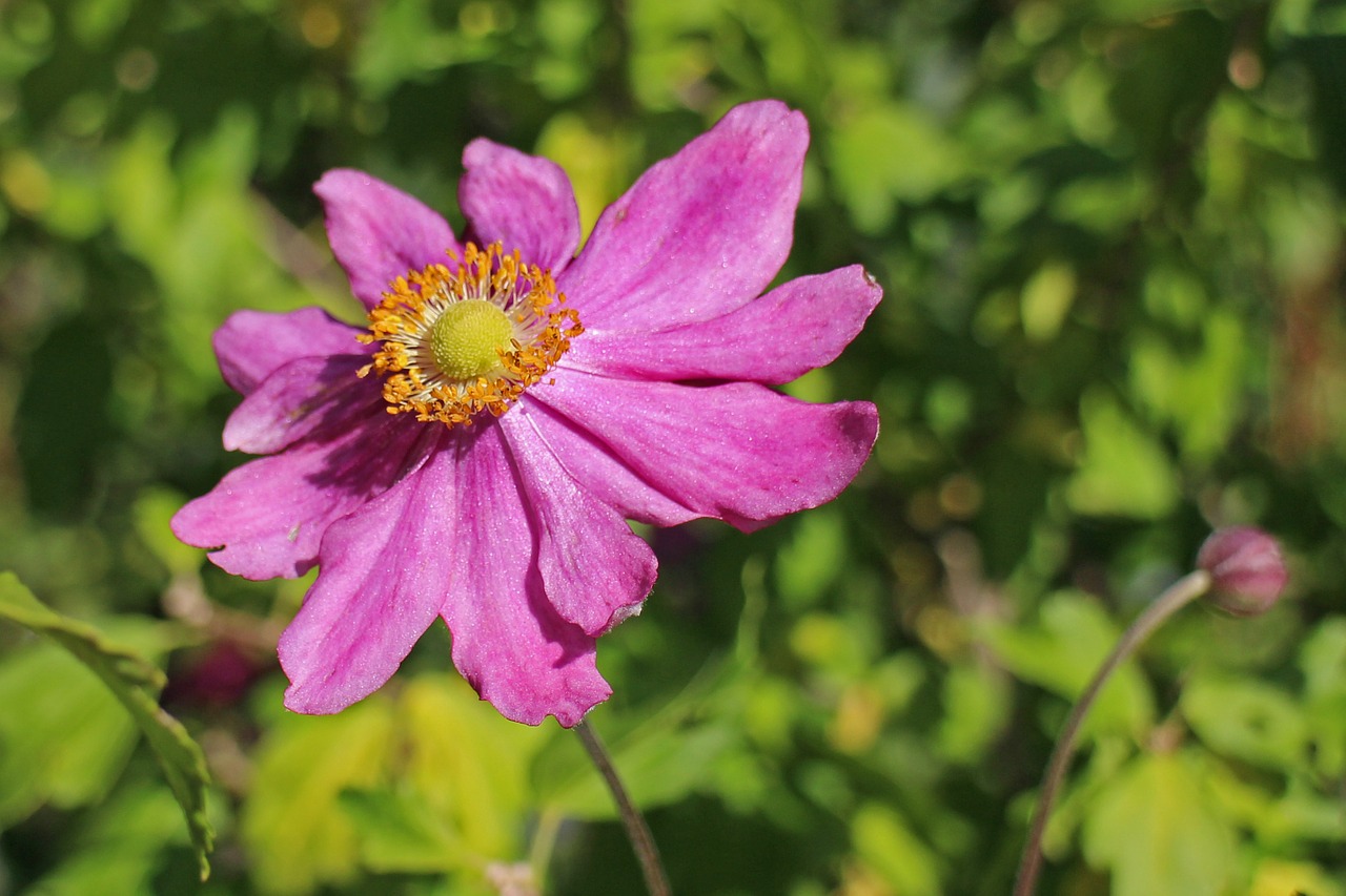 anemone