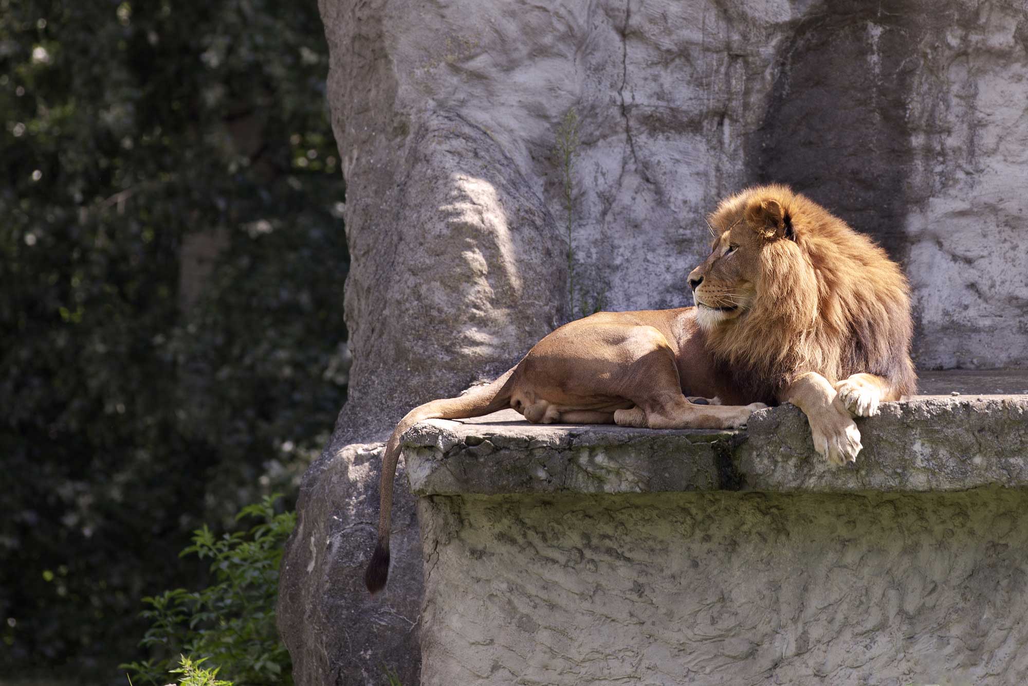 A lion at the Warsaw Zoo.