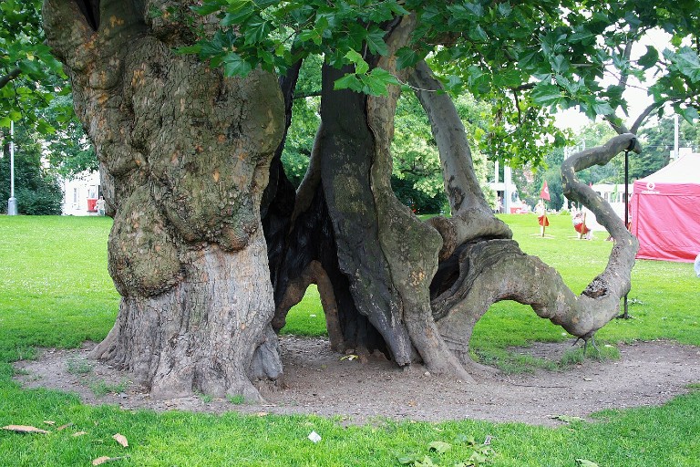 Platan Charles Square Prague_Mamaison Hotels Wikiwand_768x512